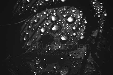 Rain Drops Black And White I