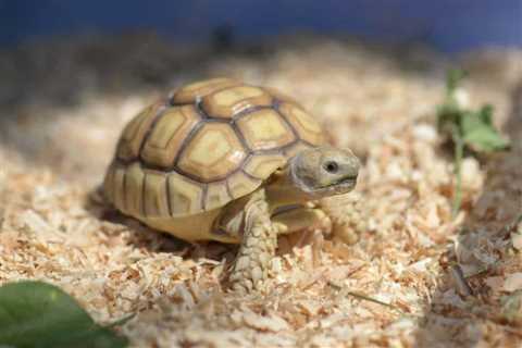 What Vegetables Can Sulcata Tortoises Eat?