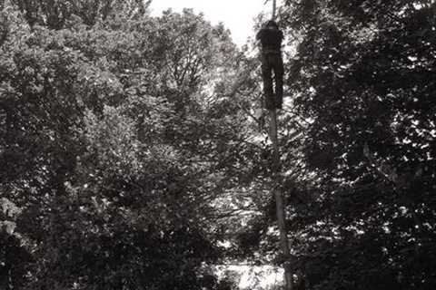 Pickley Green Tree Surgeons Residential And Commercial Tree Pruning And Removal Services