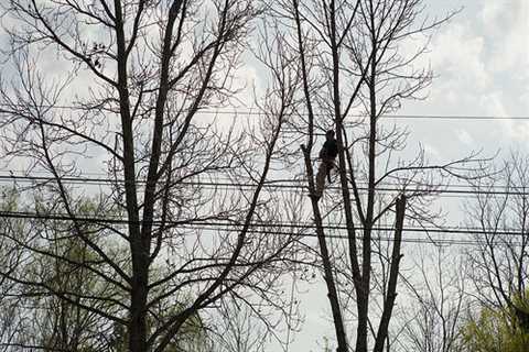 Tree Surgeon in Peel Brow 24-Hour Emergency Tree Services Removal Dismantling And Felling