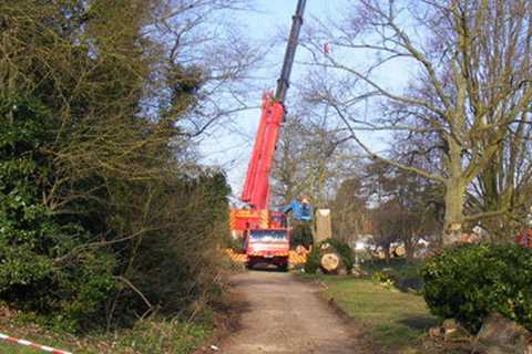 Tree Surgeons in Pennington Green 24-Hr Emergency Tree Services Felling Dismantling & Removal