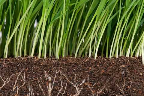 Getting to the Root of the Problem: How Soil Treatment Can Improve Your Lawn