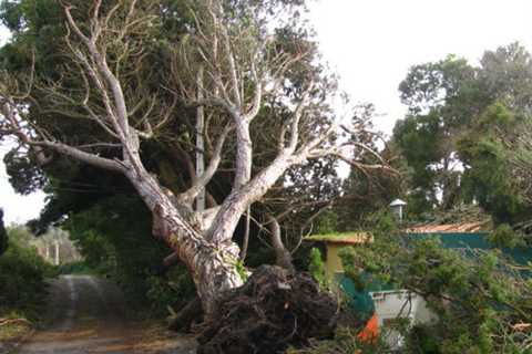 Tree Surgeons in Oozewood 24 Hr Emergency Tree Services Felling Dismantling And Removal