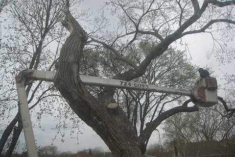 Moss Nook Tree Surgeons Tree Felling Removal & Dismantling across Moss Nook