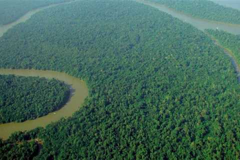 What is the biggest forest in the world?