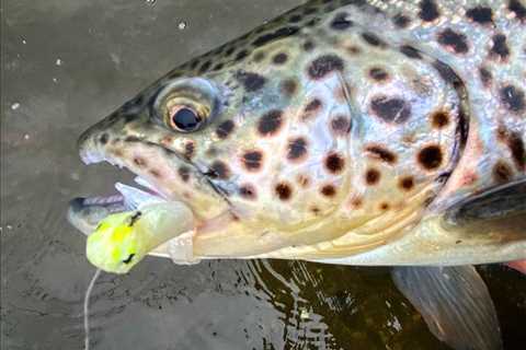 Fishing Soft Plastics for Trout