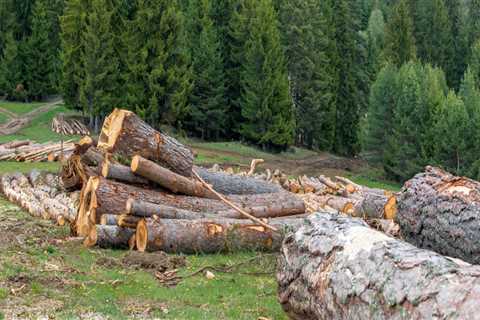 What country has the biggest forestry industry?