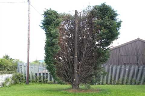 Little Bollington Tree Surgeon 24-Hr Emergency Tree Services Felling Removal And Dismantling