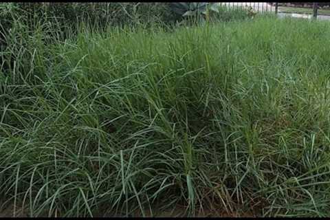 Mowing overgrown lawn in small front yard