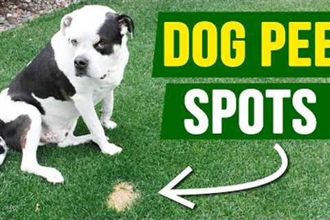 How to FIX Dog Pee Spots 100% of the Time!