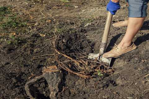 Stump Digging - How to Get Rid of an Old Tree Stump