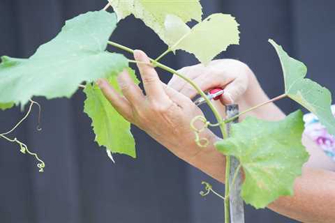 Tips For Planting Grapes