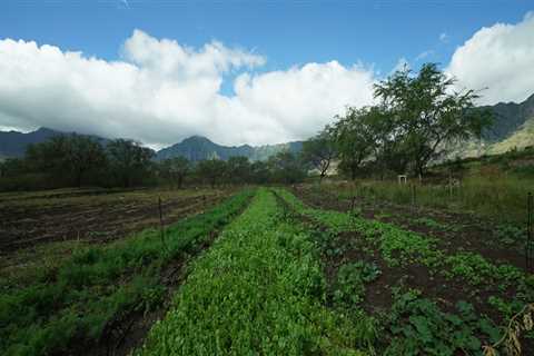 How Much of Oahu's Agricultural Production is Consumed Locally?