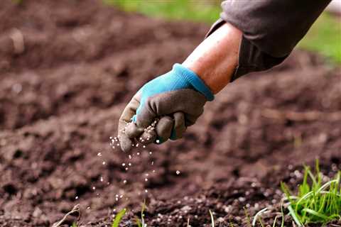 Here is the BEST Time to Fertilize Alchemilla in Alabama (2023 Guide)