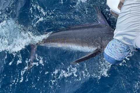 September Action For Striped & Blue Marlin Is Hot!