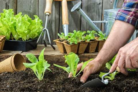 How to Plant Flowers in Your Backyard