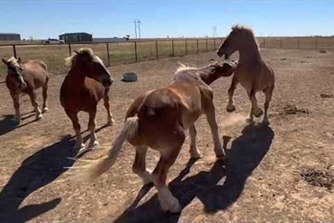 Meet the new Rescued Belgians saved from slaughter and experience an exciting horse integration