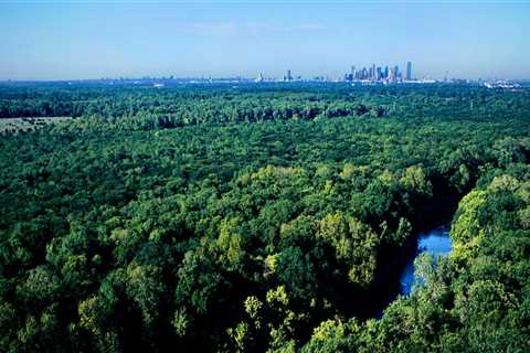 From Concrete Jungle To Green Haven: How Can A Tree Service Help In Urban Forestry In Leesburg