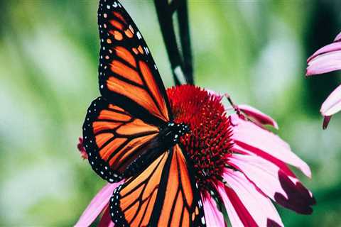 Creating a Low Maintenance Butterfly Garden in South Florida