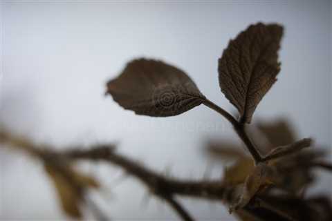 Winter Still Life XXII (Leaf)