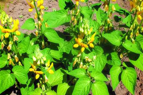 “Why are my green beans producing flowers but no pods?”