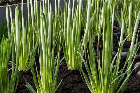 Organic Leek Cultivation: Tips for Flavorful Harvests