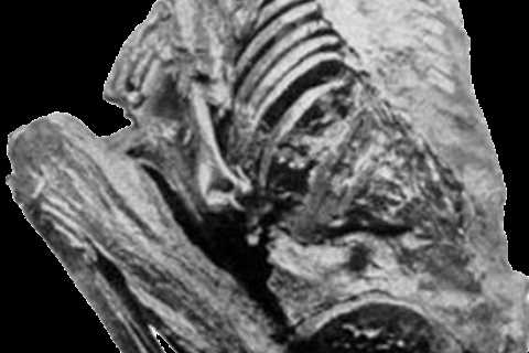 The Mummies of Mammoth Cave