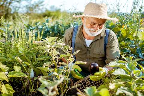 Growing Your Own Organic Vegetable Garden