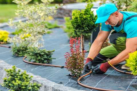 Proper Irrigation: Caring for Newly Planted Shrubs