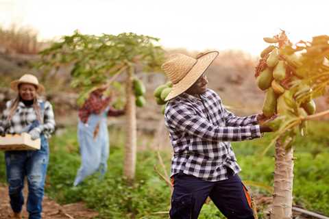 Mastering Pawpaw Seeds Planting: A Step-by-Step Guide