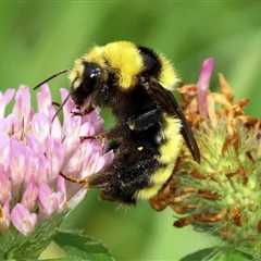 Year-Round Organic Pollinator Garden Guide: Thrive with Nature’s Best