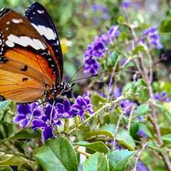 Organic Butterfly Oasis: Easy Steps to a Chemical-Free Backyard Haven