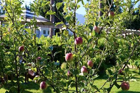 Growing Apples in Dripping Springs, Texas Orchards: A Guide for Home Gardeners