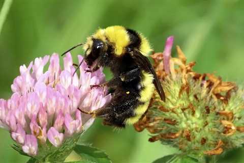 Year-Round Organic Pollinator Garden Guide: Thrive with Nature’s Best