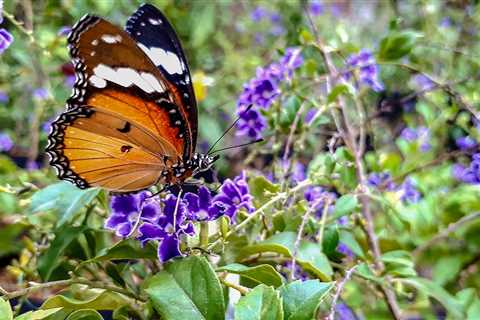 Organic Butterfly Oasis: Easy Steps to a Chemical-Free Backyard Haven