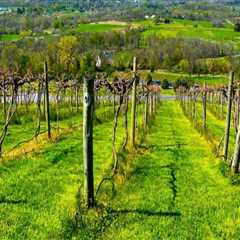 Exploring the Magnificent Vineyards of Dulles, Virginia