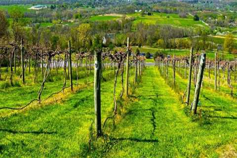 Exploring the Magnificent Vineyards of Dulles, Virginia