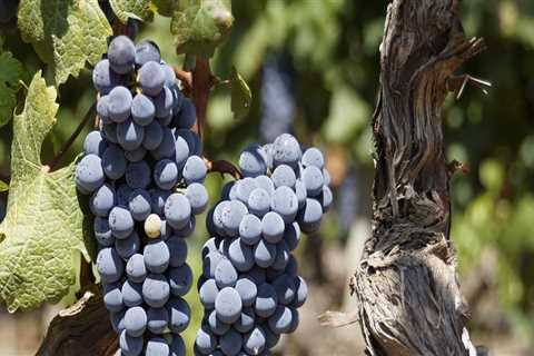 The Perfect Climate for Growing Grapes in Dulles, Virginia