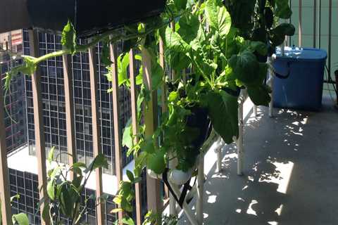 Rooftop and balcony gardening: How to Grow Your Own Urban Hydroponic Garden