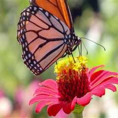 Butterfly Gardening in South Florida: All You Need to Know