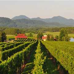 Exploring the Vineyards of Dulles, Virginia: Special Events and Promotions