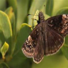 Identifying Different Species of Butterflies in Southwest Florida