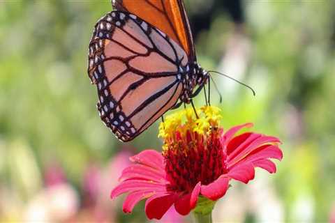 Butterfly Gardening in South Florida: All You Need to Know