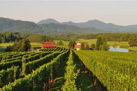 Exploring the Vineyards of Dulles, Virginia: Special Events and Promotions