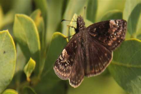 Identifying Different Species of Butterflies in Southwest Florida