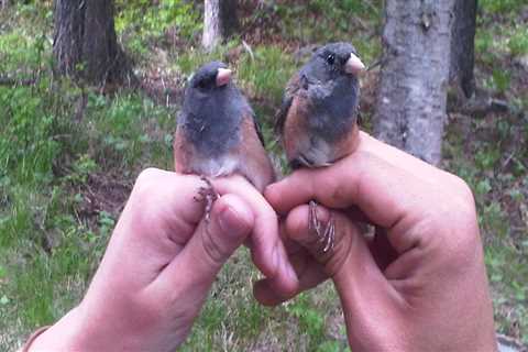 Why is it called the audubon society?