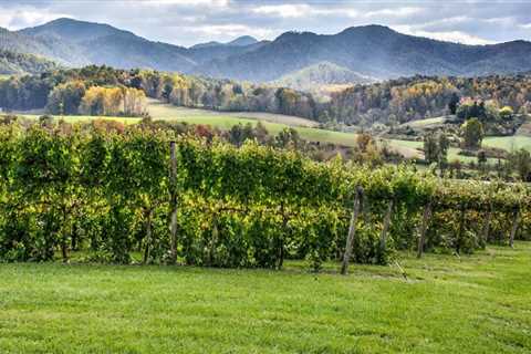 Exploring the Vineyards in Dulles, Virginia: A Guide to Visiting with Children