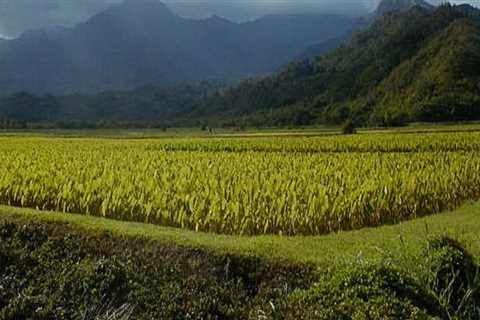 Addressing Food Insecurity in Hawaii: The State's Efforts to Improve the Food System