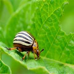 Creating a Garden Oasis for Beneficial Insects in Conroe, Texas
