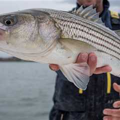 Last Chance: Speak Out on Striped Bass Management